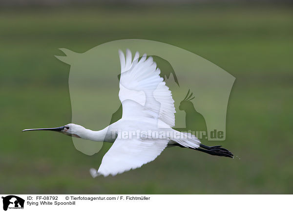 flying White Spoonbill / FF-08792