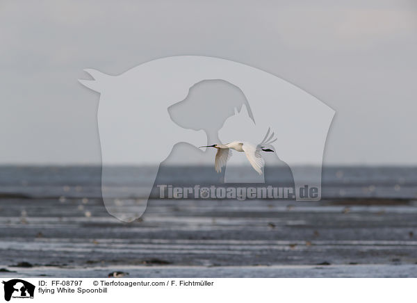 flying White Spoonbill / FF-08797