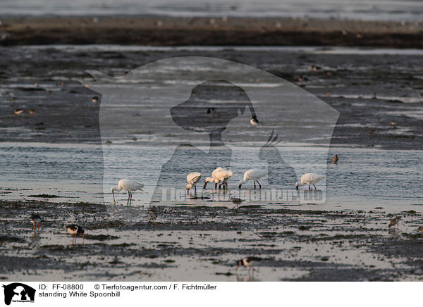 standing White Spoonbill / FF-08800