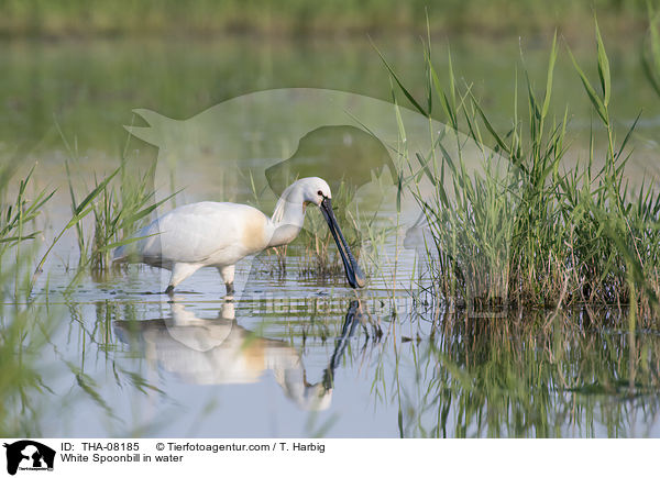 White Spoonbill in water / THA-08185