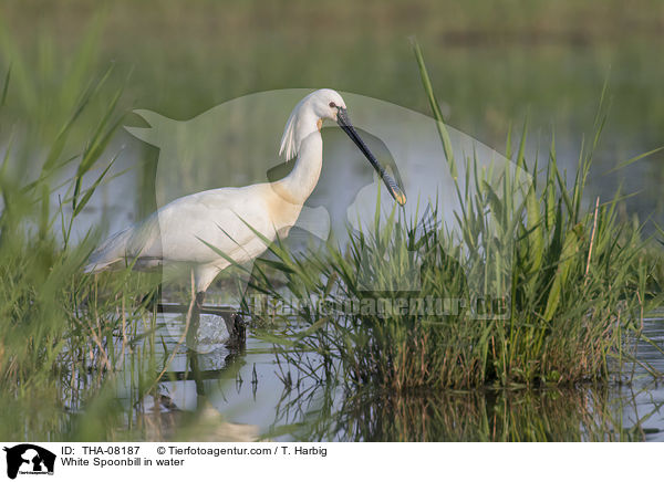 White Spoonbill in water / THA-08187