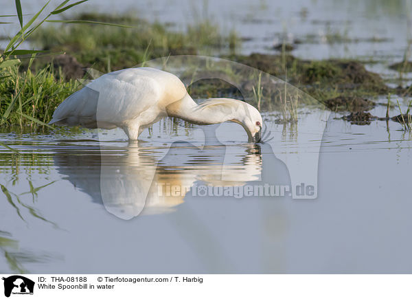 White Spoonbill in water / THA-08188