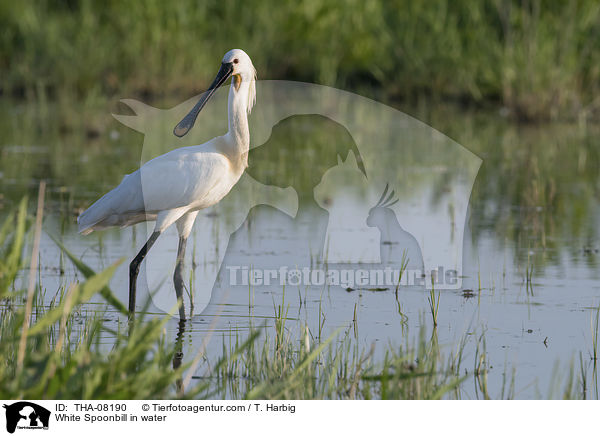 White Spoonbill in water / THA-08190