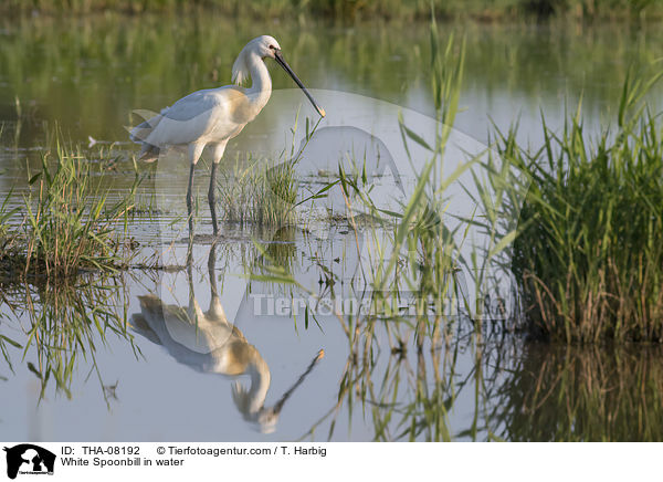 White Spoonbill in water / THA-08192