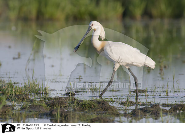 White Spoonbill in water / THA-08193