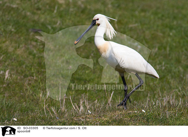 spoonbill / SO-03305