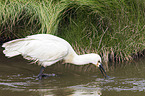 white spoonbill