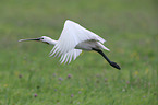 flying White Spoonbill