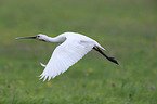 flying White Spoonbill