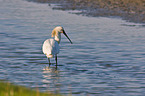 spoonbill