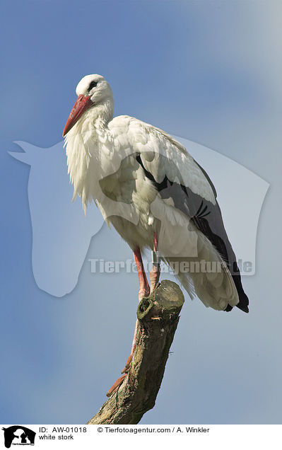 Weistorch / white stork / AW-01018