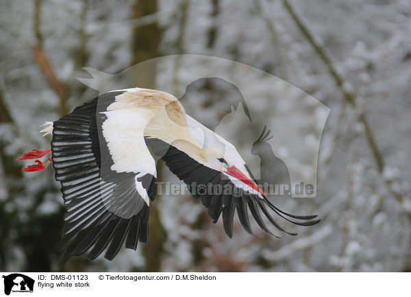 flying white stork / DMS-01123