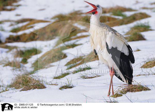 white stork in winter / DMS-01125