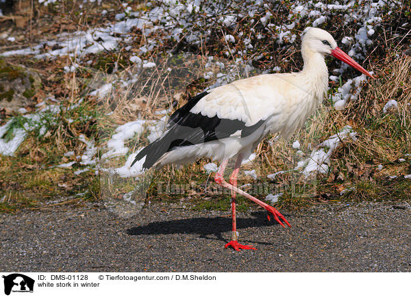 white stork in winter / DMS-01128