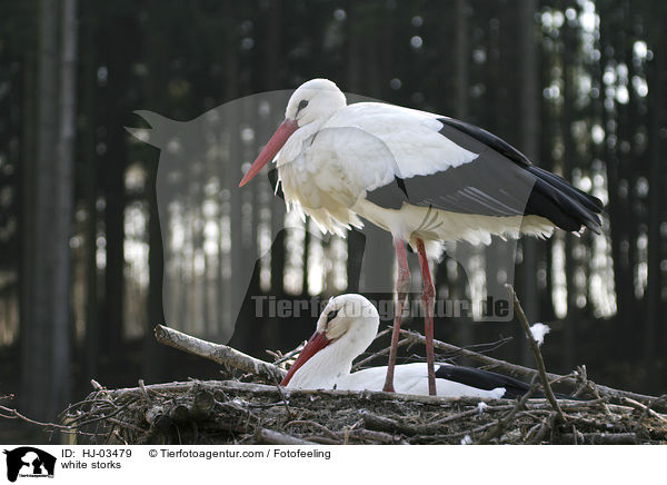 Weistrche / white storks / HJ-03479