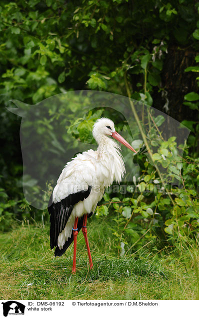white stork / DMS-06192