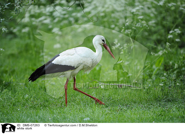 white stork / DMS-07263