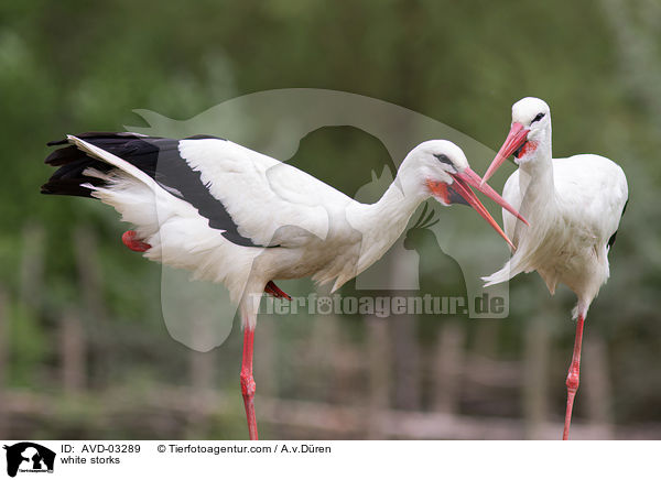 Weistrche / white storks / AVD-03289