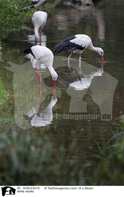 white storks / AVD-03310