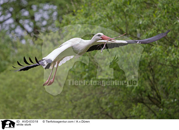 Weistorch / white stork / AVD-03318