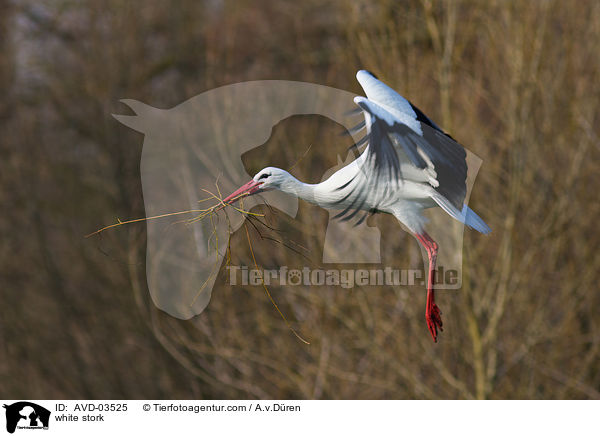 Weistorch / white stork / AVD-03525
