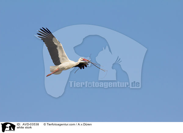 Weistorch / white stork / AVD-03538