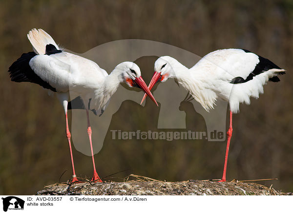 Weistrche / white storks / AVD-03557