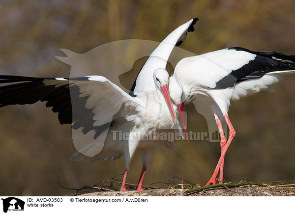 Weistrche / white storks / AVD-03583