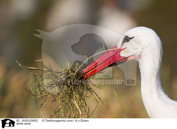 Weistorch / white stork / AVD-03602