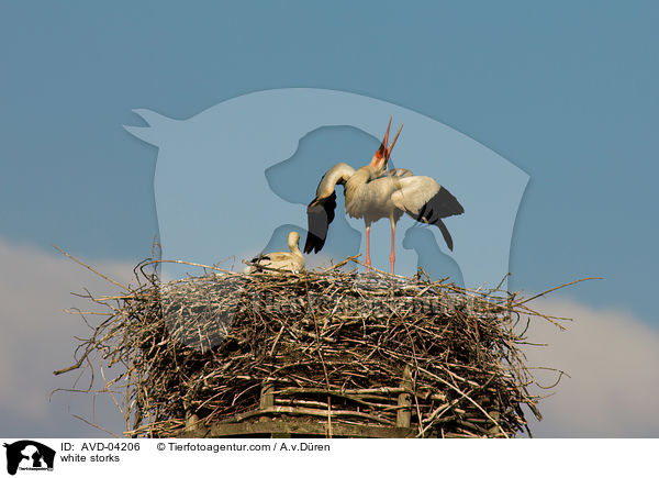 Weistrche / white storks / AVD-04206
