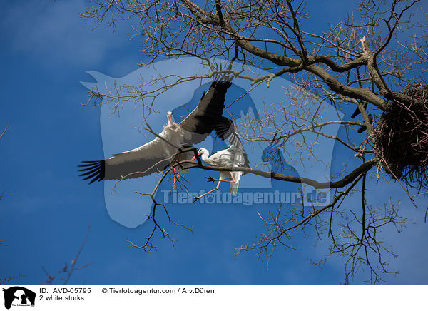2 Weistrche / 2 white storks / AVD-05795