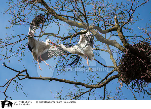 2 Weistrche / 2 white storks / AVD-05840