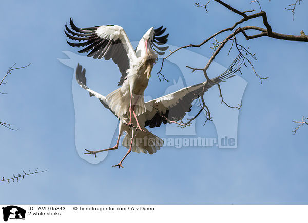 2 Weistrche / 2 white storks / AVD-05843