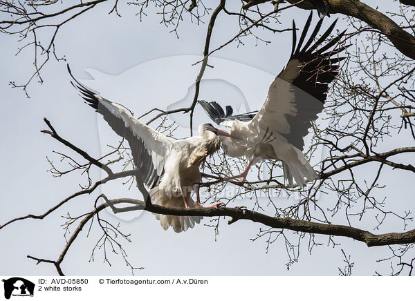 2 white storks / AVD-05850