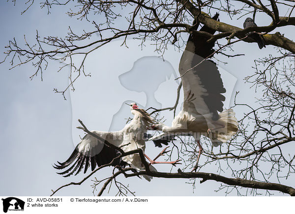 2 Weistrche / 2 white storks / AVD-05851