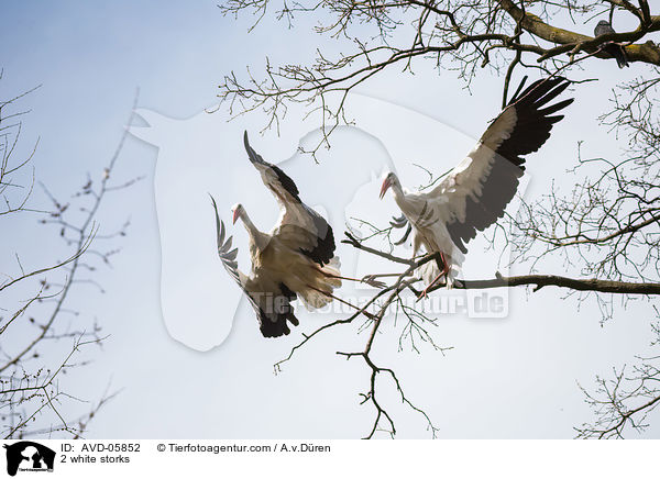2 white storks / AVD-05852