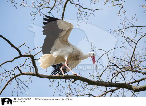 white stork / AVD-05857