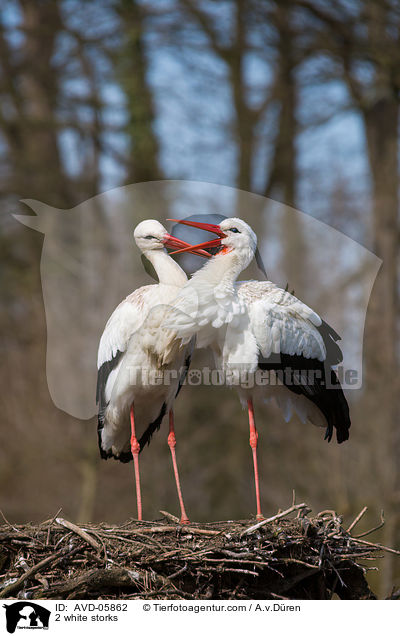 2 Weistrche / 2 white storks / AVD-05862