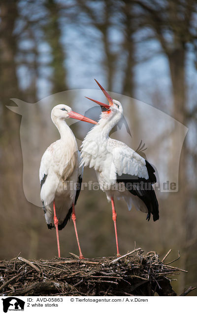 2 white storks / AVD-05863