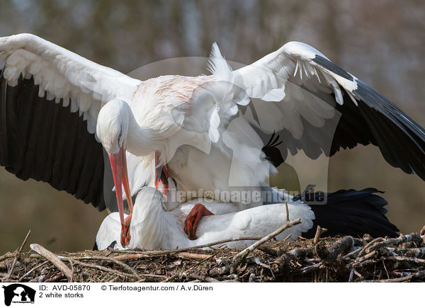 2 white storks / AVD-05870