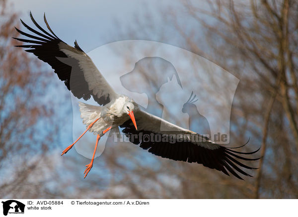 white stork / AVD-05884