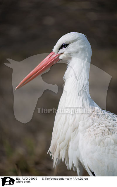 white stork / AVD-05905