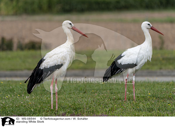 standing White Stork / WS-08544