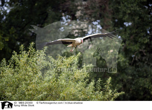 flying White Stork / MBS-20300