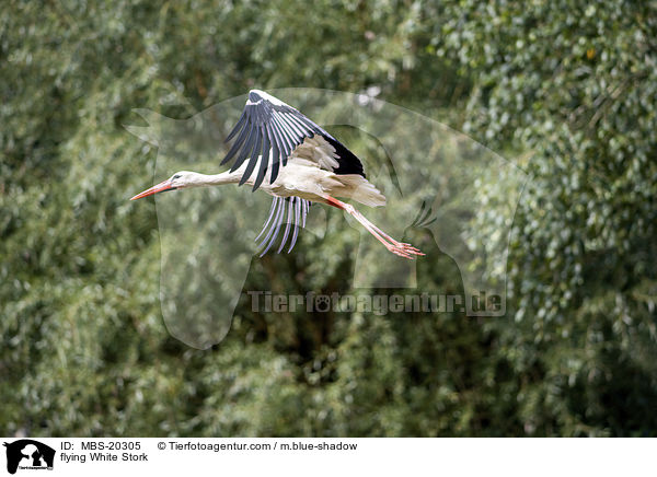 flying White Stork / MBS-20305