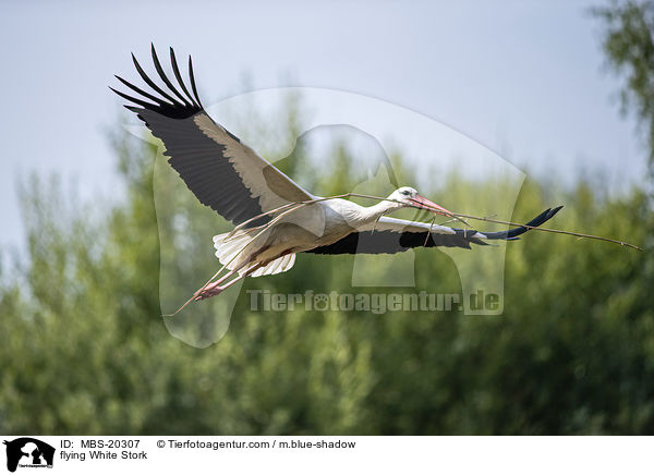 flying White Stork / MBS-20307