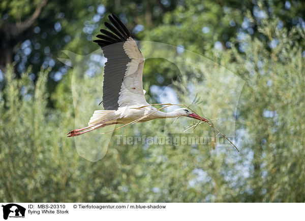 flying White Stork / MBS-20310