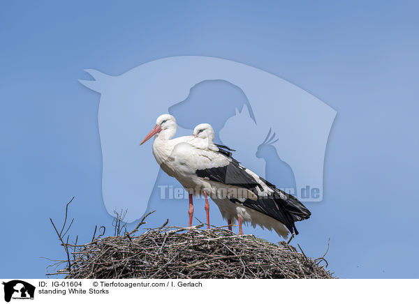 standing White Storks / IG-01604