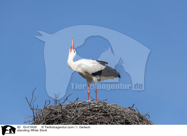 standing White Stork / IG-01606