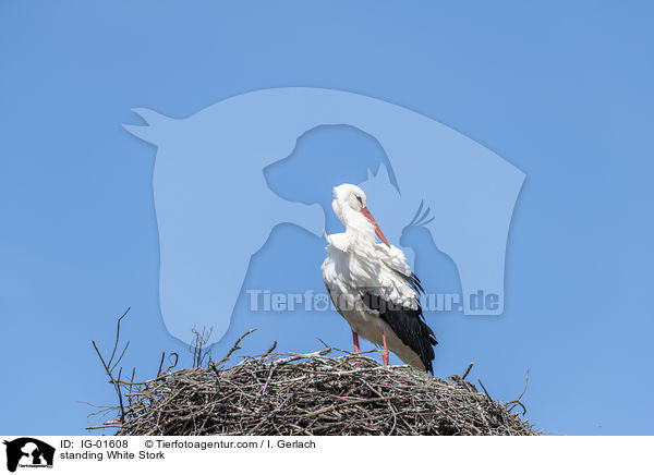 standing White Stork / IG-01608